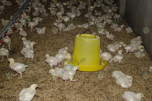 6.ใส่พรีมิกซ์ผงผสมน้ำให้ไก่กิน