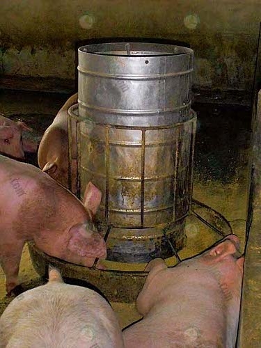 6.ให้อาหารหมู