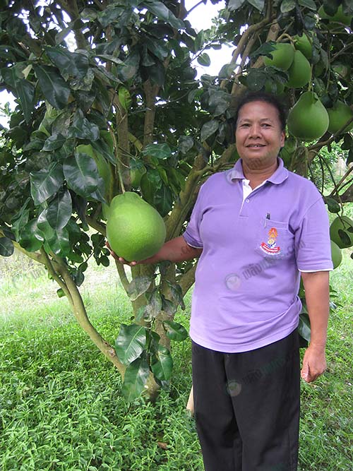 7.คุณอัมพรโชว์ผลส้มโอด้วยความภูมิใจ