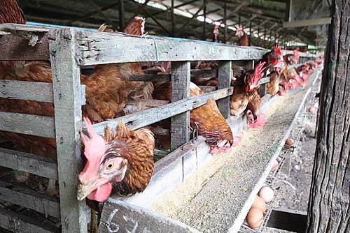 7.ผสมยารักษาโรคลงในน้ำให้ไก่กิน