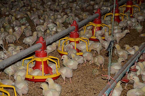 7.ให้อาหารไก่เนื้อ