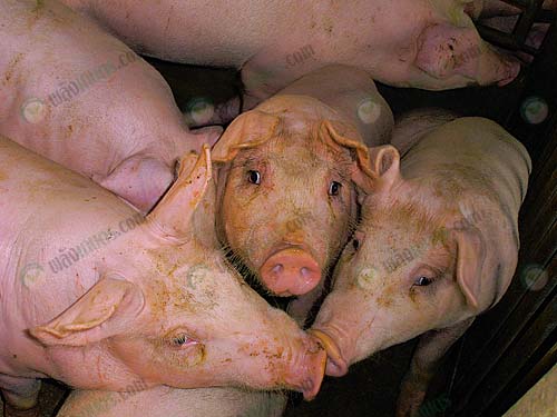8.การจับหมู