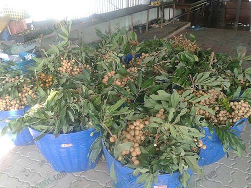 8.ผลผลิตเตรียมออกสู่ตลาด