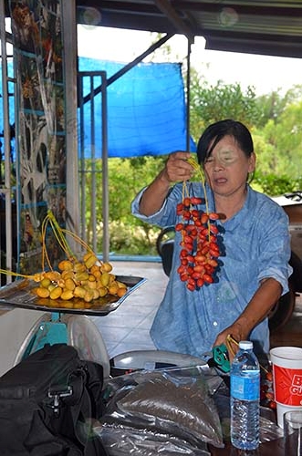 8.ผลอินทผลัมแต่ละจั่นจะสุกไม่พร้อมกัน