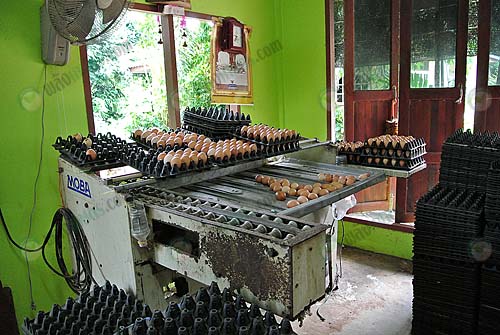 8.เครื่องคัดไข่