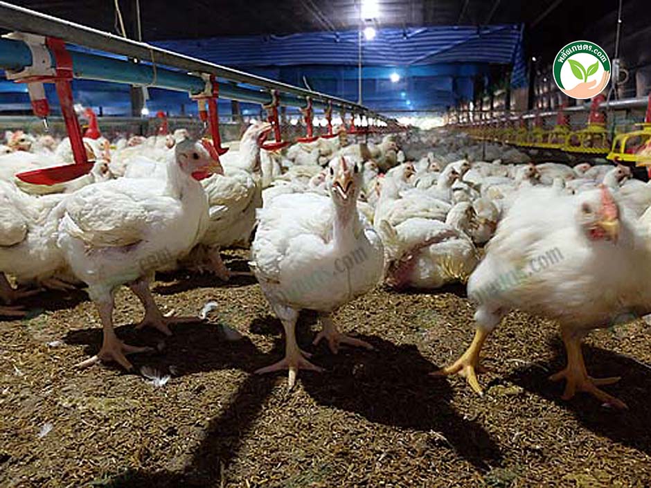 9.การเลี้ยง ไก่พันธุ์ รอส (Ross) แข็งแรง โตไว กำไรดี เลี้ยงส่งออกต่างประเทศ