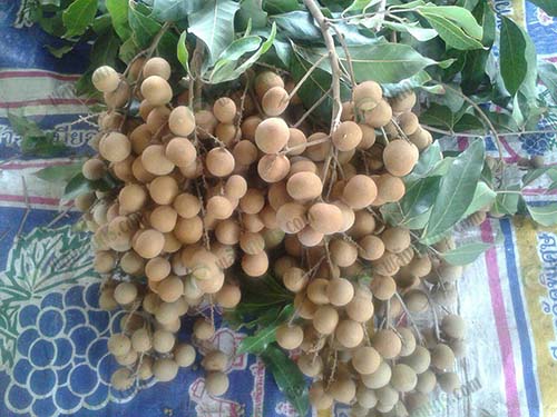 9.ผลผลิตลำไย
