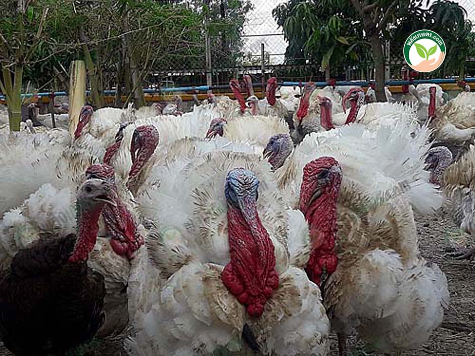 1.การเลี้ยงไก่งวง