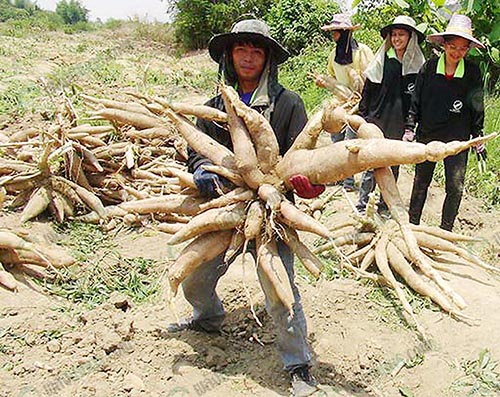 1.มันสำปะหลังจากชาวไร่มันไทย