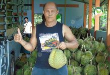เผย ปลูกทุเรียน ในสภาพอากาศแปรปรวน ผลผลิต 200 ต้น ไม่ต่ำกว่า 20 ตัน มาตรฐานนอก เผย ปลูกทุเรียน ในสภาพอากาศแปรปรวน ผลผลิตไม่ต่ำกว่า 20 ตัน มาตรฐานนอก