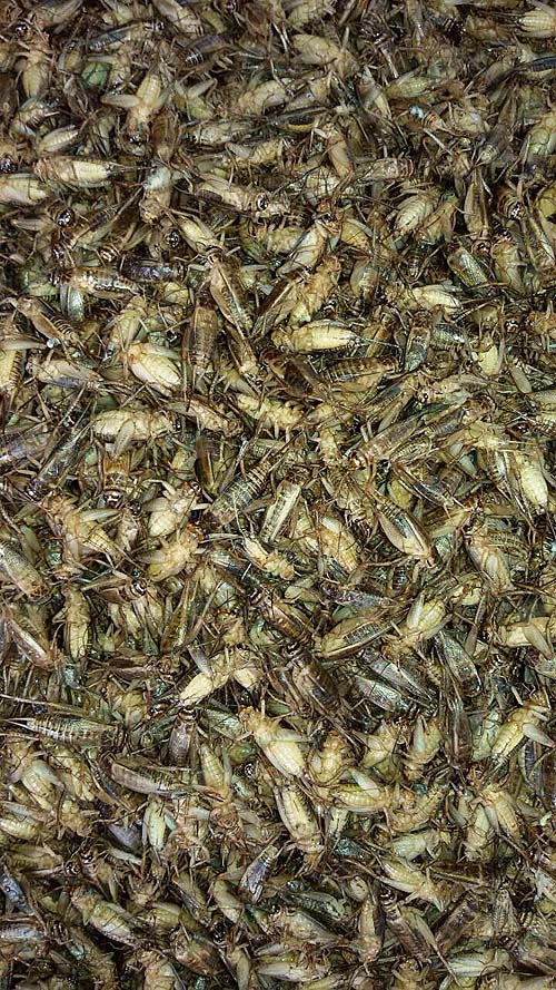12.จิ้งหรีด