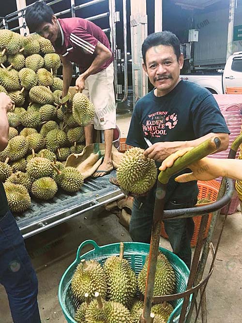 2.ทุเรียนคุณภาพจากสวนเกษตรกร