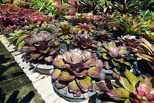 2.สับปะรดสีหลากหลายสายพันธุ์