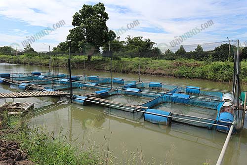 3.บ่อพ่อแม่พันธุ์ปลากราย-และปลาแรด