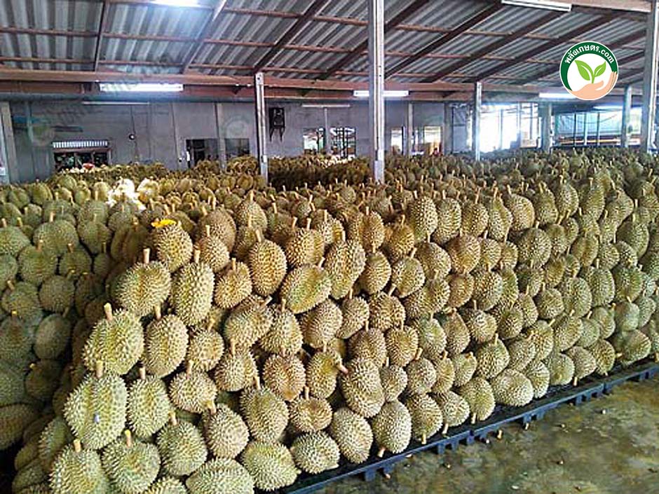 3.รับซื้อทุเรียน หมอนทอง คุณภาพ จากเกษตรกรสู่ตลาดส่งออกประเทศจีน