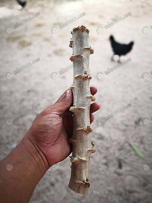 4.การคัดเลือกต้นพันธุ์