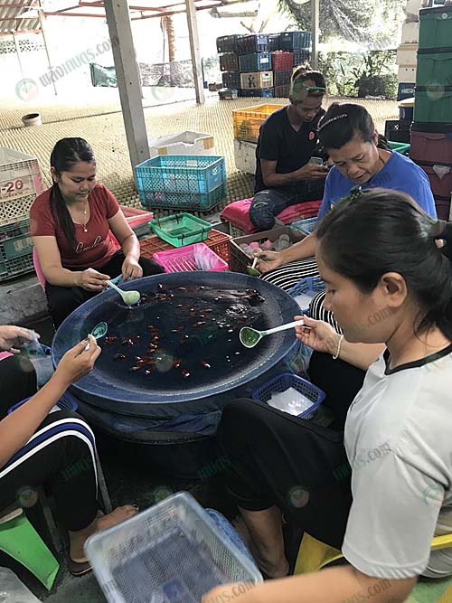 4.คนงานช่วยกันเเพ็คปลาเพื่อส่งออกไปต่างประเทศ