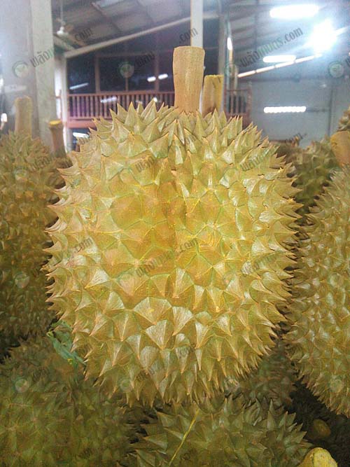 4.ทุเรียนหมอนทองคุณภาพพร้อมส่งออก