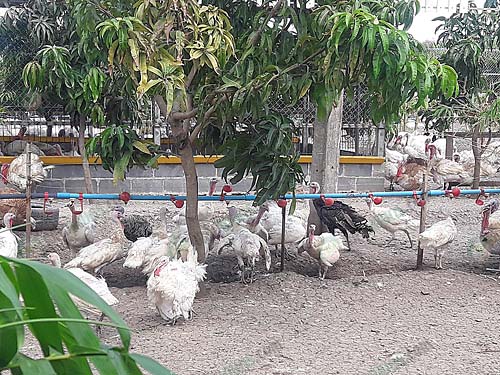 4.พื้นที่เลี้ยงไก่งวง
