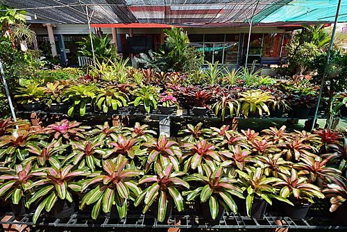 4.โรงเรือนปลูกเลี้ยงสับปะรดสี