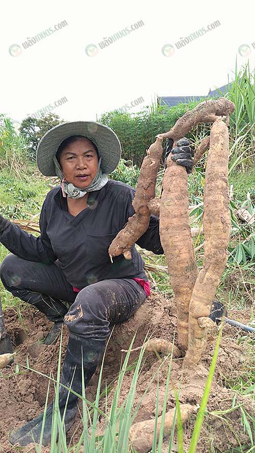 5.การส่งเสริมสมาชิกทำมันคุณภาพ