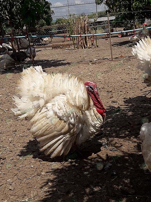 6.ลักษณะของไก่งวง