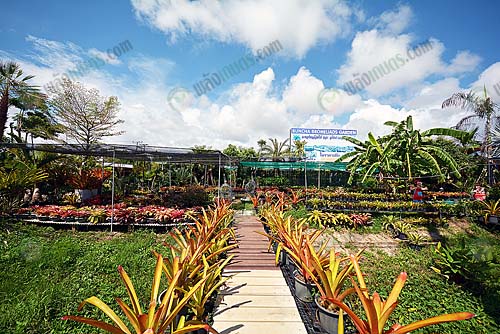 6.หน้าสวน-Buncha-Bromeliad
