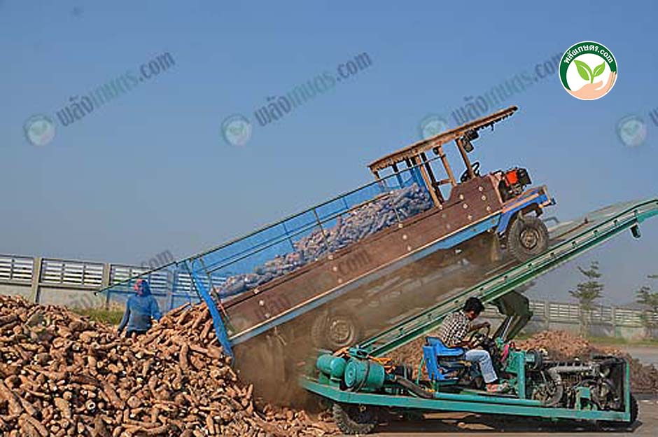 7.การใช้เครื่องจักรช่วยลดขั้นตอนแรงงาน รับซื้อหัวมันสด