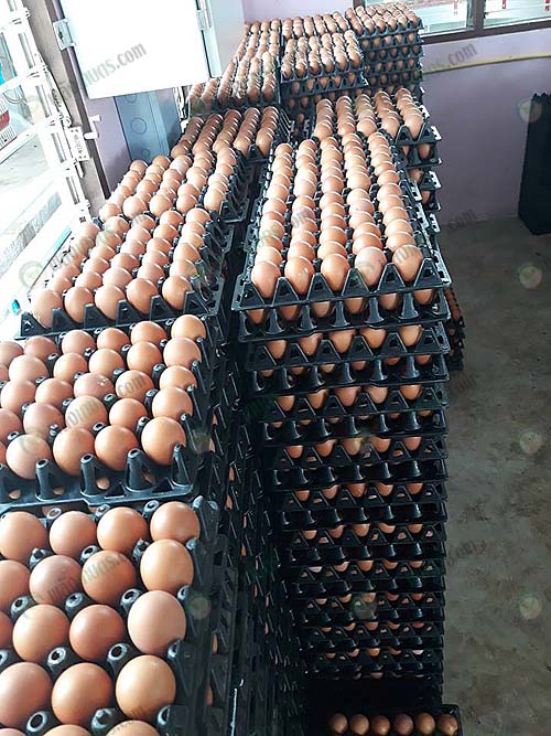 7.ไข่ไก่พร้อมจำหน่าย