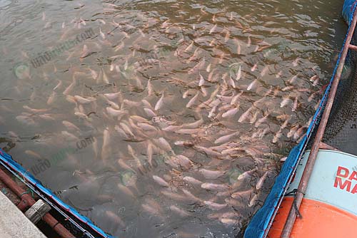 8.ปลาทับทิมรุ่นอายุประมาณ-2-เดือน