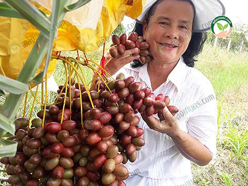 9.วิธีการปลูกอินทผาลัม ในดินเค็ม