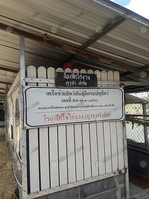 โรงฟักไข่ไก่งวง