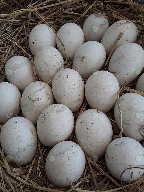 ไข่ไก่งวงฟองโต