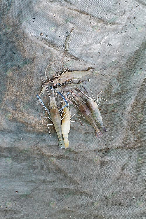 1.กุ้งขาวและกุ้งก้ามกราม
