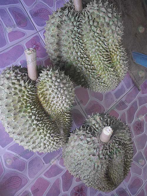 1.ผลผลิตบางส่วนจากสวนคุณณัฐพร