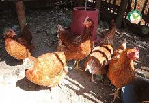 เลี้ยงไก่พื้นเมือง มุ่งผลิตไก่ 3 สาย ลงทุนน้อย ตลาดนิยม ขายได้ทั้งไก่เก่ง และไก่แกง เลี้ยงไก่พื้นเมือง มุ่งผลิตไก่ 3 สาย ลงทุนน้อย ตลาดนิยม ขายได้ทั้งไก่เก่ง และไก่แกง