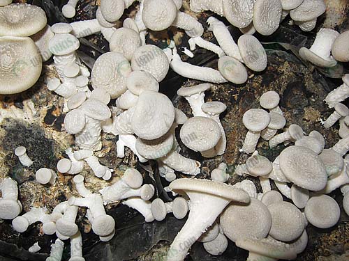 1.เห็ดขอนขาว