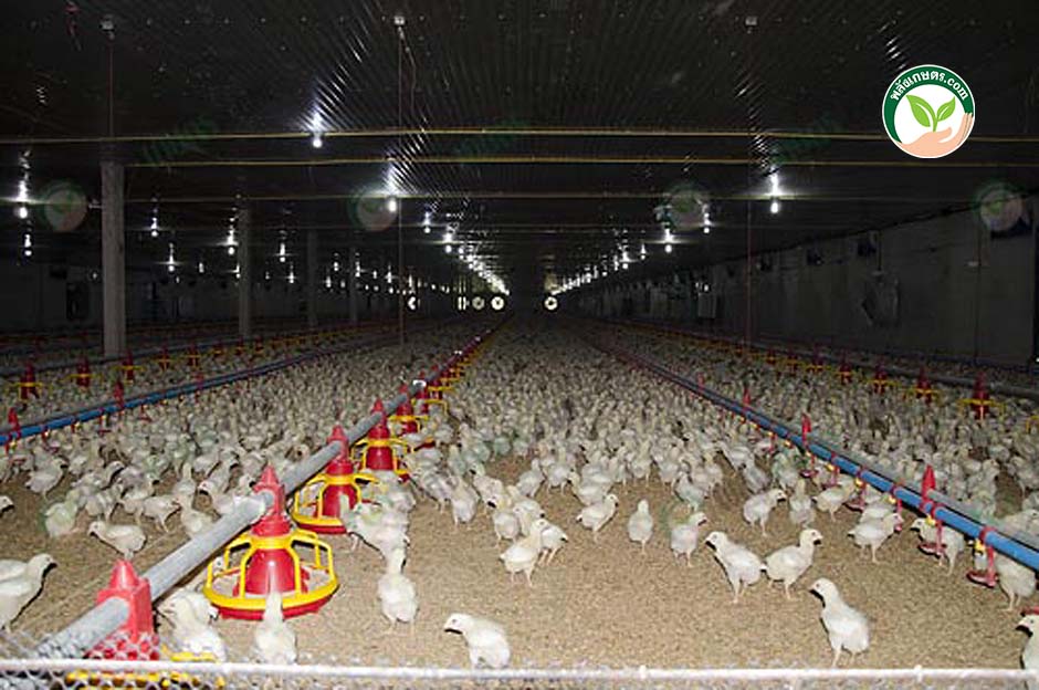 1.โรงเรือนไก่เนื้อ แบบ ฟาร์มออนไลน์