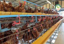 เลี้ยงไก่ไข่ใน โรงเรือนไก่ไข่ “แบบเปิด” ราคาสร้างไม่แพง เน้นความสะอาดเป็นหลัก โรงเรือนไก่ไข่ แบบเปิด