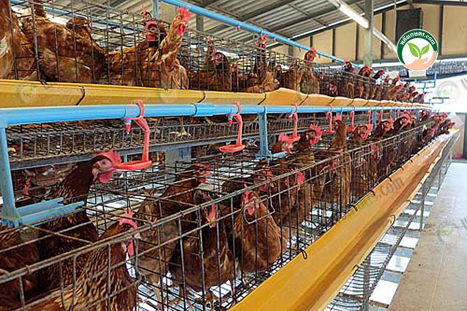 1.โรงเรือนไก่ไข่ แบบเปิด