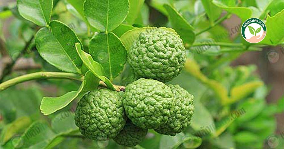 2.ประโยชน์ของมะกรูด บรรเทาอาการไข้และไอ-ขับเสมหะ-บำรุงหัวใจ