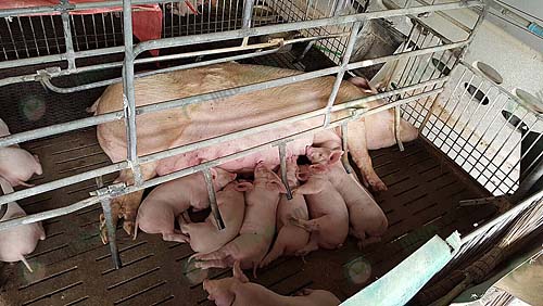 3.คอกแม่พันธุ์หมู