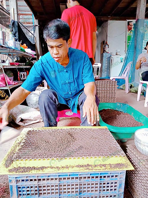 4.ขั้นตอนการเตรียมดินและเพาะเมล็ดกล้าในแปลงเพาะหลุมพลาสติก