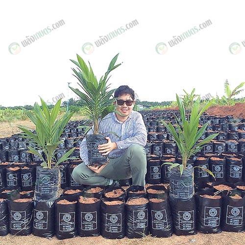 4.ต้นกล้าปาล์มน้ำมันจากแปลงเพาะชำกล้าปาล์มของ-บ.สินธุเศรษฐ์-จำกัด