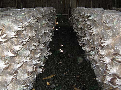 4.เห็ดนางฟ้า