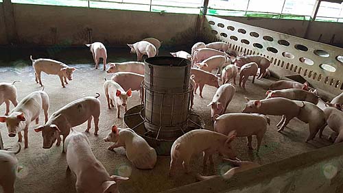 4.ให้อาหารและน้ำลูกหมู