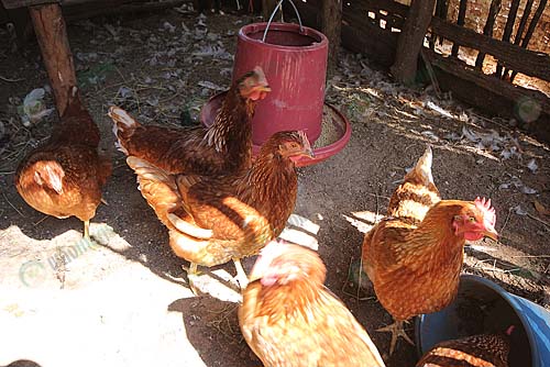 4.ให้อาหารและน้ำไก่