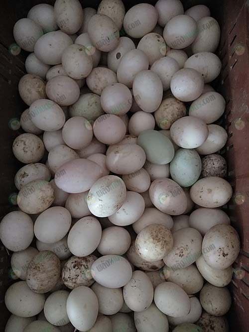 4.ไข่เป็ดเตรียมเรียงขึ้นแผง