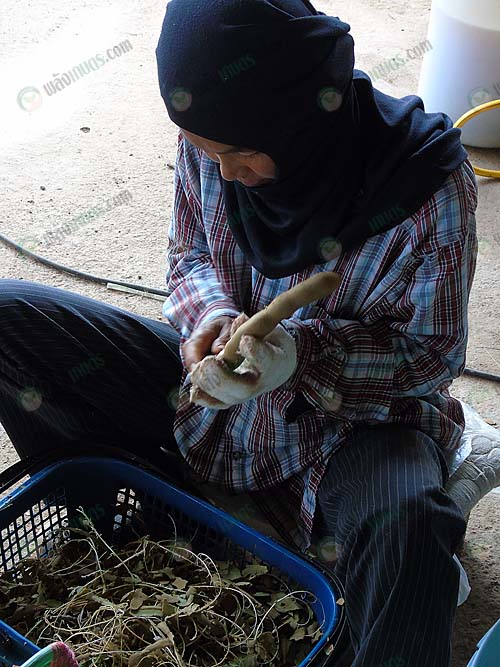 5.ทำการปอกเปลือกแบบสดๆ-ทำให้ปอกง่ายมาก