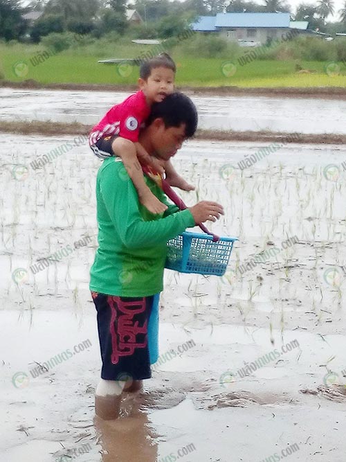 5.แปลงนาที่เตรียมดินเพื่อใช้ในการปลูกข้าวแบบปาเป้า
